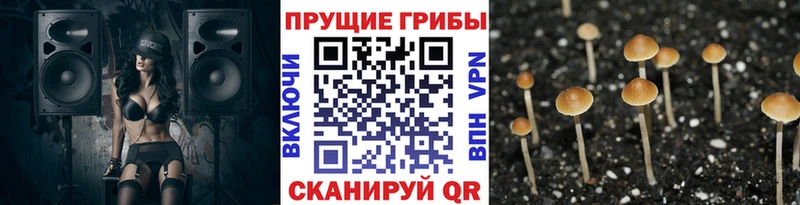 Купить закладки  Асино  Псилоцибиновые грибы GOLDEN TEACHER 